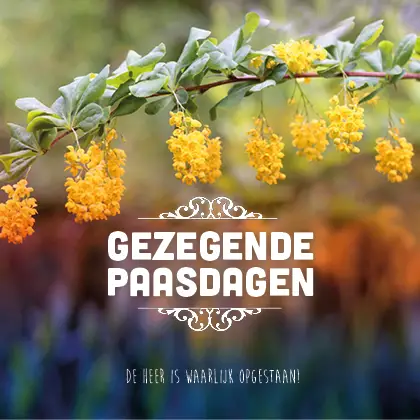 Kaart gezegende paasdagen gele bloesem