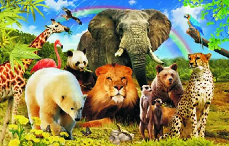 Placemat Animals and rainbow