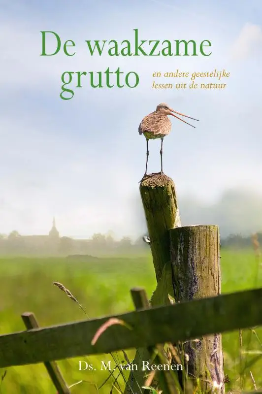 Waakzame grutto POD